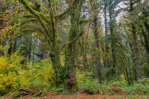 Hoh Rainforest view Stock Photos
