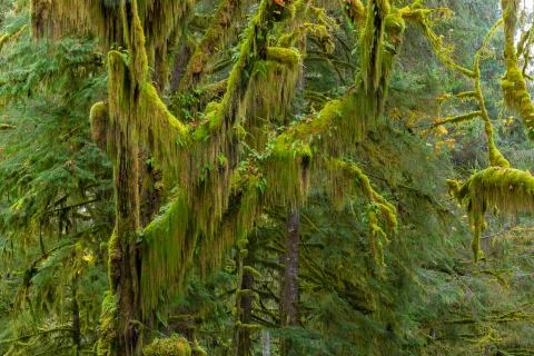 Hoh Rainforest view Stock Photos