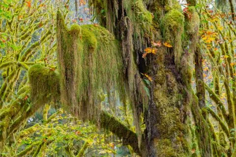 Hoh Rainforest view Stock Photos