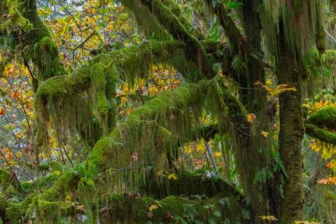 Hoh Rainforest view Fotos de archivo