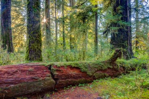 Hoh Rainforest view Stock Photos