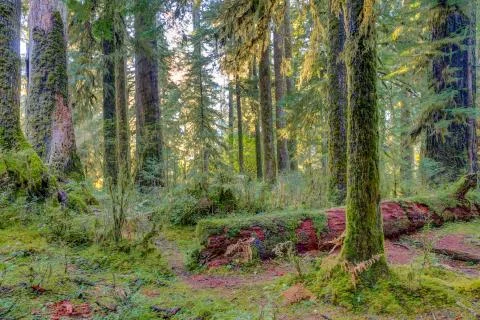 Hoh Rainforest view Stock Photos
