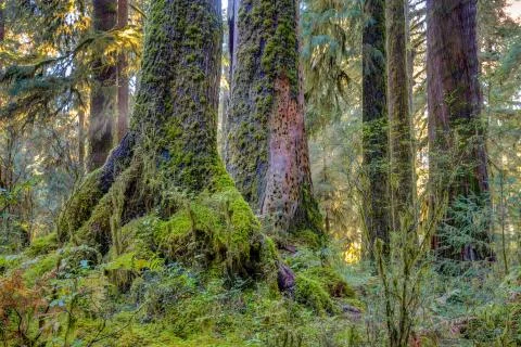 Hoh Rainforest view Foto stock