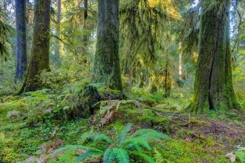 Hoh Rainforest view Stock Photos