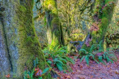 Hoh Rainforest view Stock Photos