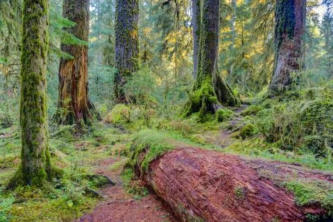 Hoh Rainforest view Stock Photos