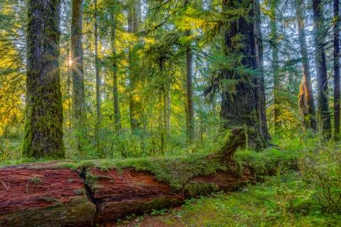 Hoh Rainforest view Stock Photos