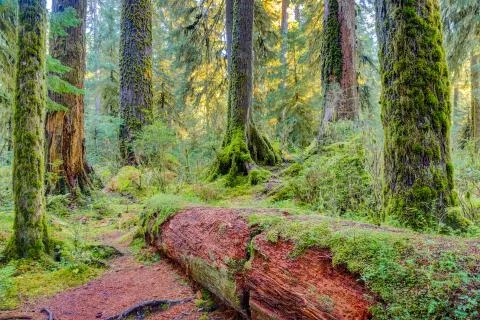 Hoh Rainforest view Foto stock