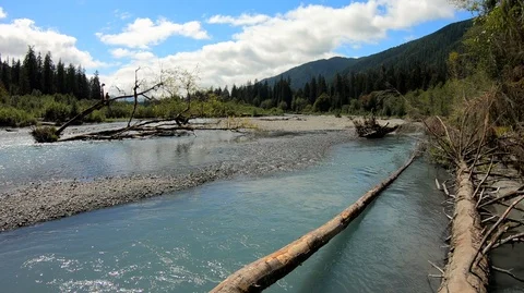The Hoh River flows past fallen log, Olympic National Park, Washington. Stock Footage 99666626