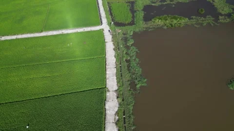 Hoi An Rice Fields from Above, 4K Stock Footage 290488924