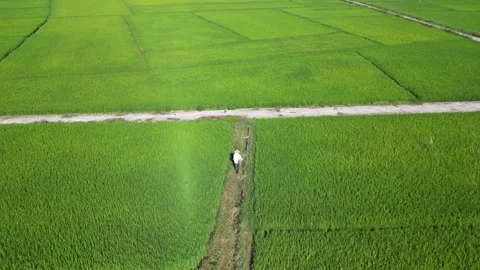 Hoi An Rice Fields from Above, 4K Stock Footage 290488925