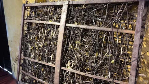 Hoi An silk production starting from the cocoon of caterpillar larvae on 動画素材 308609200
