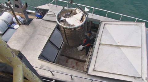 Hoisting the Halibut Bucket from the Hold Stock Footage 8563947