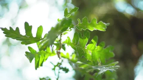 HOJAS DE ROBLE Stock Footage 131867087