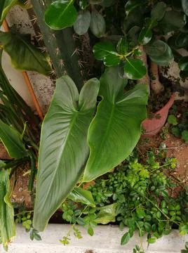 Hojas verdes. Stock Photos