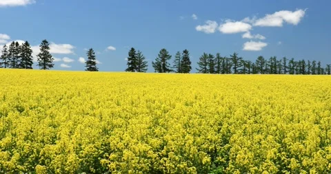 Hokkaido Canola Fields 스톡 동영상 332389174