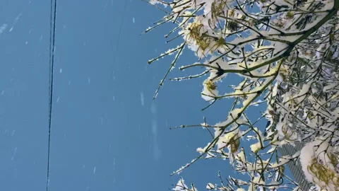 Hokkaido Low Angle Snow Falling Night with Snow on Branches Stock Footage 139342711