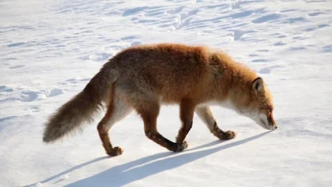 Hokkaido red fox digging in and walking over winter snow Stock Footage 329067595