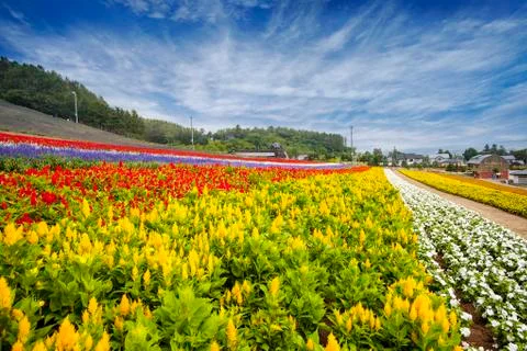 Hokkaido sea fields, Japan, beautiful flowers in the summer each year, attrac Stock Photos