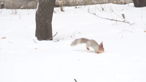 Hokkaido Squirrel in Winter Mountain Stock Footage 100596676