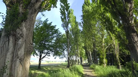 Hokkaido trees and path Video stock 161874856