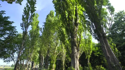 Hokkaido trees and path Stock-Footage 161874873