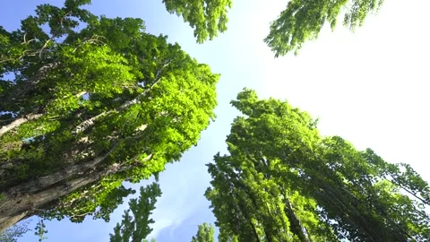 Hokkaido trees and path Stock Footage 161874902