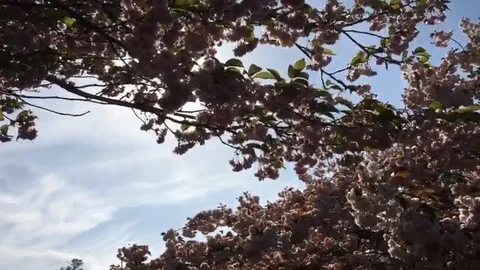 Hokkaido Under the Sun in Summer with Leaves Covering the Sky Stock Footage