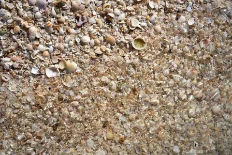 Holbox beach shells sand Mexico Stock Photos