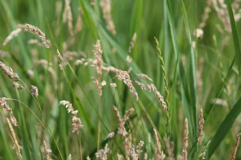 Holcus lanatus, common names include Yorkshire fog, tufted grass, and meadow  Stock Photos