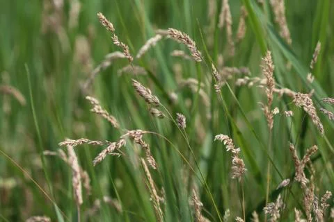 Holcus lanatus, common names include Yorkshire fog, tufted grass, and meadow  Stock Photos