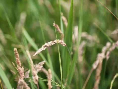 Holcus lanatus, common names include Yorkshire fog, tufted grass, and meadow  Stock Photos