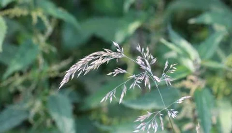 Holcus lanatus, common names include Yorkshire fog, tufted grass, and meadow  Stock Photos
