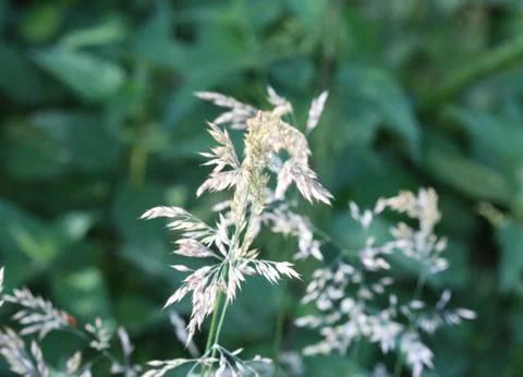 Holcus lanatus, common names include Yorkshire fog, tufted grass, and meadow  Stock Photos