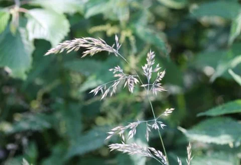 Holcus lanatus, common names include Yorkshire fog, tufted grass, and meadow  Stock Photos