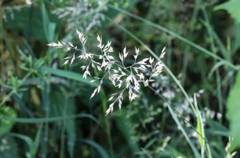 Holcus lanatus, common names include Yorkshire fog, tufted grass, and meadow  Stock Photos