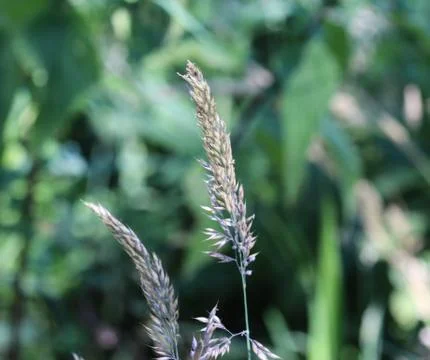 Holcus lanatus, common names include Yorkshire fog, tufted grass, and meadow  Stock Photos