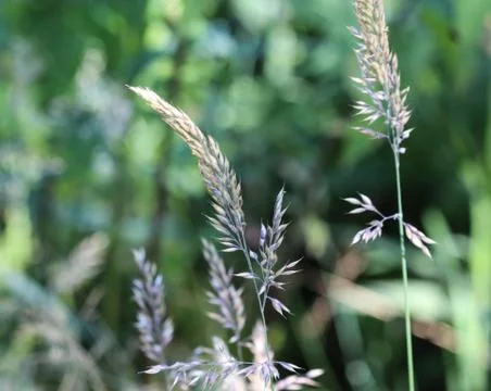 Holcus lanatus, common names include Yorkshire fog, tufted grass, and meadow  Foto stock