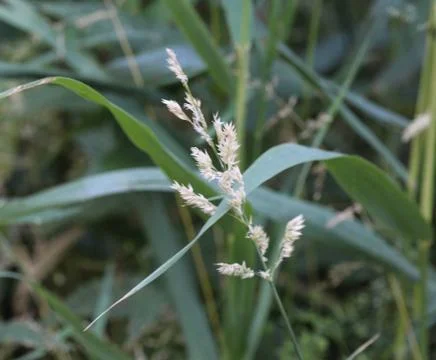 Holcus lanatus, common names include Yorkshire fog, tufted grass, and meadow  Stock Photos