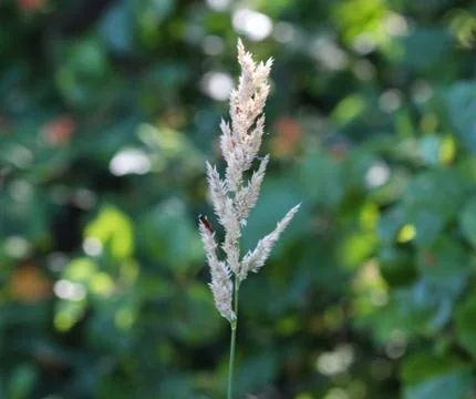 Holcus lanatus, common names include Yorkshire fog, tufted grass, and meadow  Stock Photos