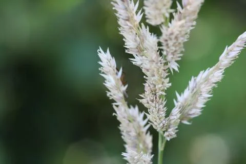 Holcus lanatus, common names include Yorkshire fog, tufted grass, and meadow  Stock Photos