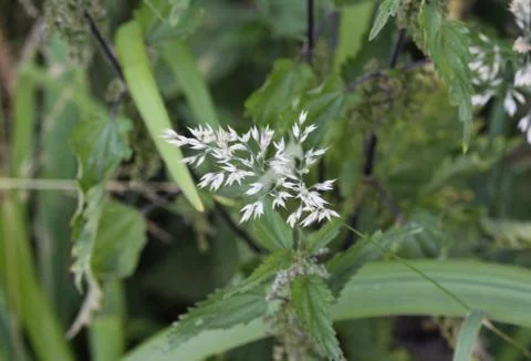 Holcus lanatus, common names include Yorkshire fog, tufted grass, and meadow  Stock Photos