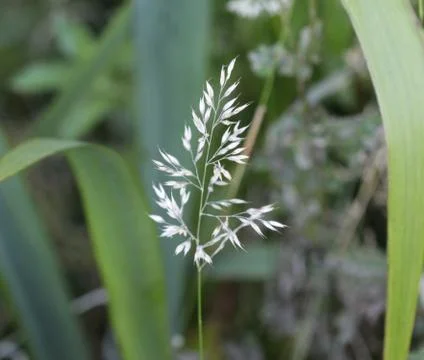 Holcus lanatus, common names include Yorkshire fog, tufted grass, and meadow  Stock Photos