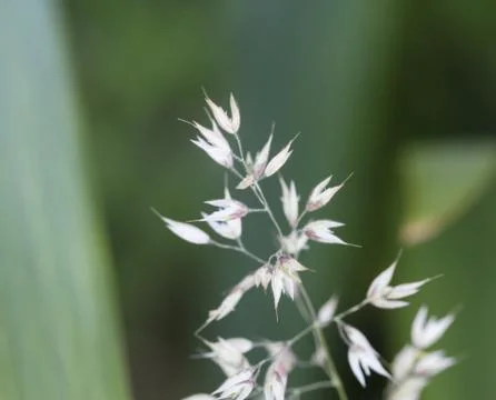 Holcus lanatus, common names include Yorkshire fog, tufted grass, and meadow  Stock Photos