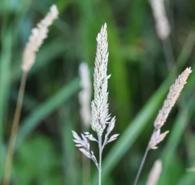 Holcus lanatus, common names include Yorkshire fog, tufted grass, and meadow  Foto stock