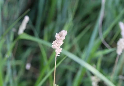 Holcus lanatus, common names include Yorkshire fog, tufted grass, and meadow  Foto stock