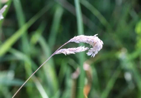 Holcus lanatus, common names include Yorkshire fog, tufted grass, and meadow  Stock Photos