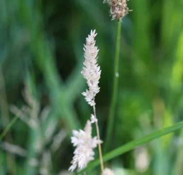 Holcus lanatus, common names include Yorkshire fog, tufted grass, and meadow  Stock Photos