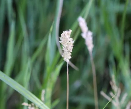 Holcus lanatus, common names include Yorkshire fog, tufted grass, and meadow  Stock Photos