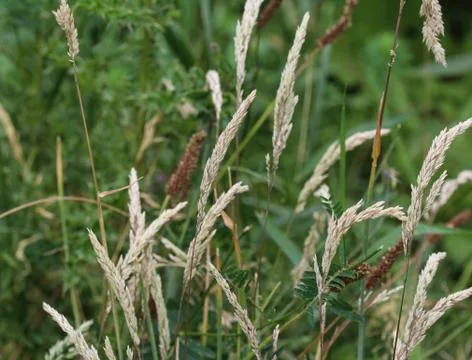 Holcus lanatus, Common names include Yorkshire fog, tufted grass, and meadow  Stock Photos